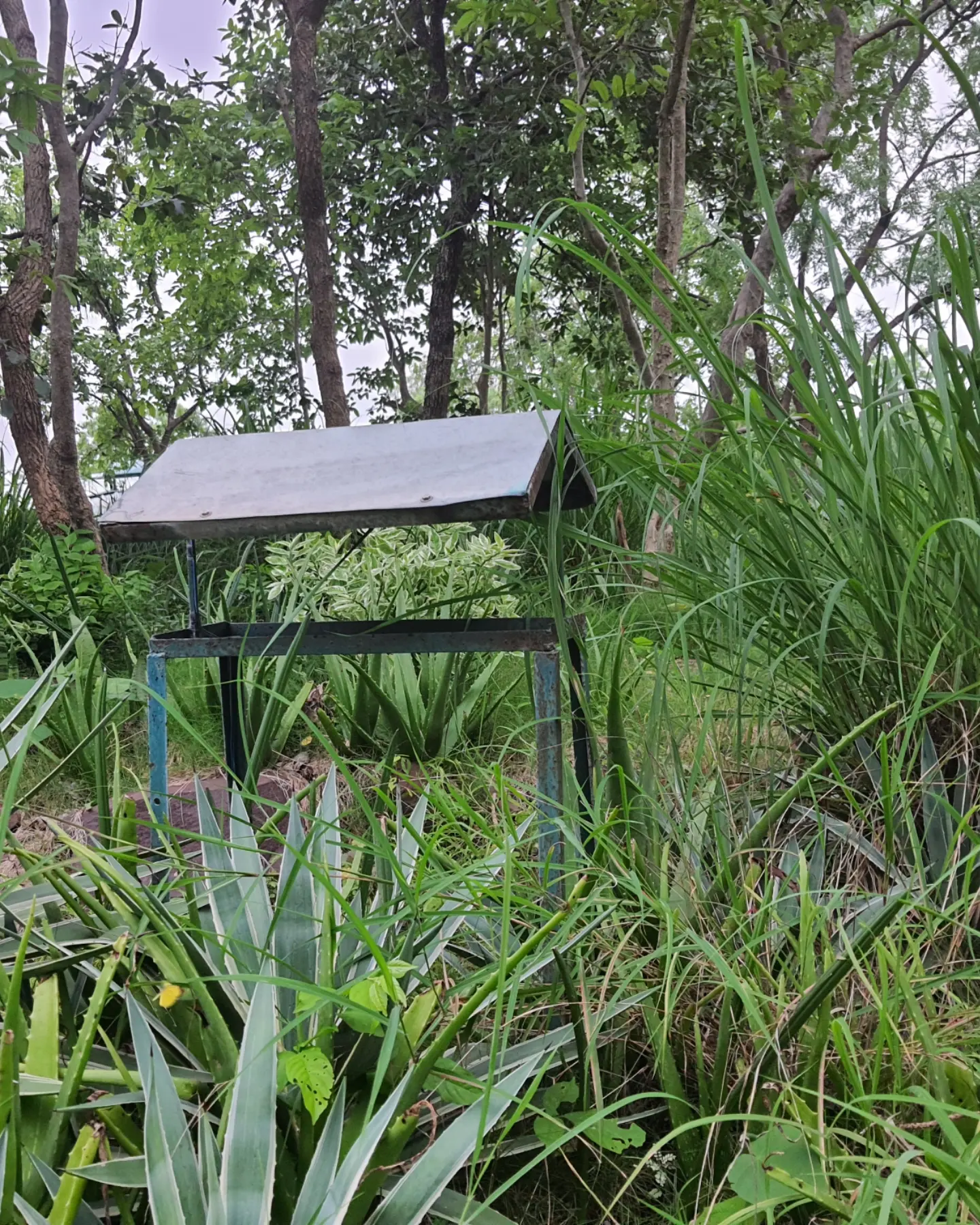 A bench in tall grass beside the rocky hills of the estate