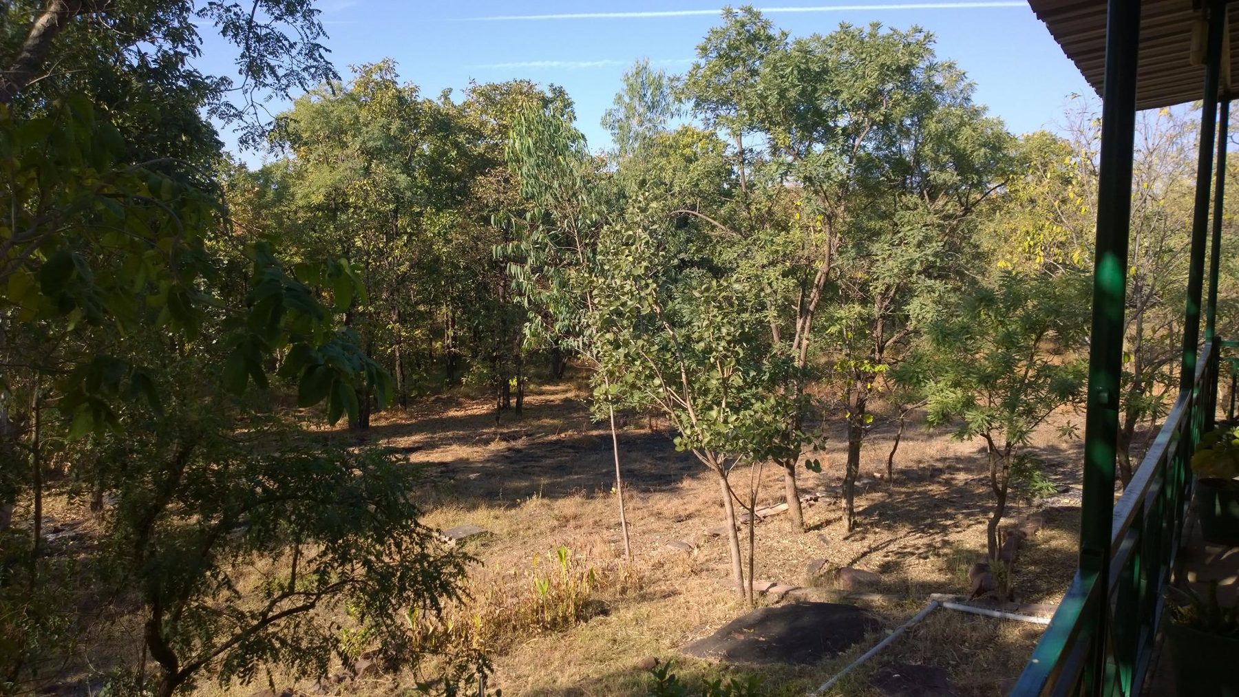 Teak forest on the boundary of the reserve