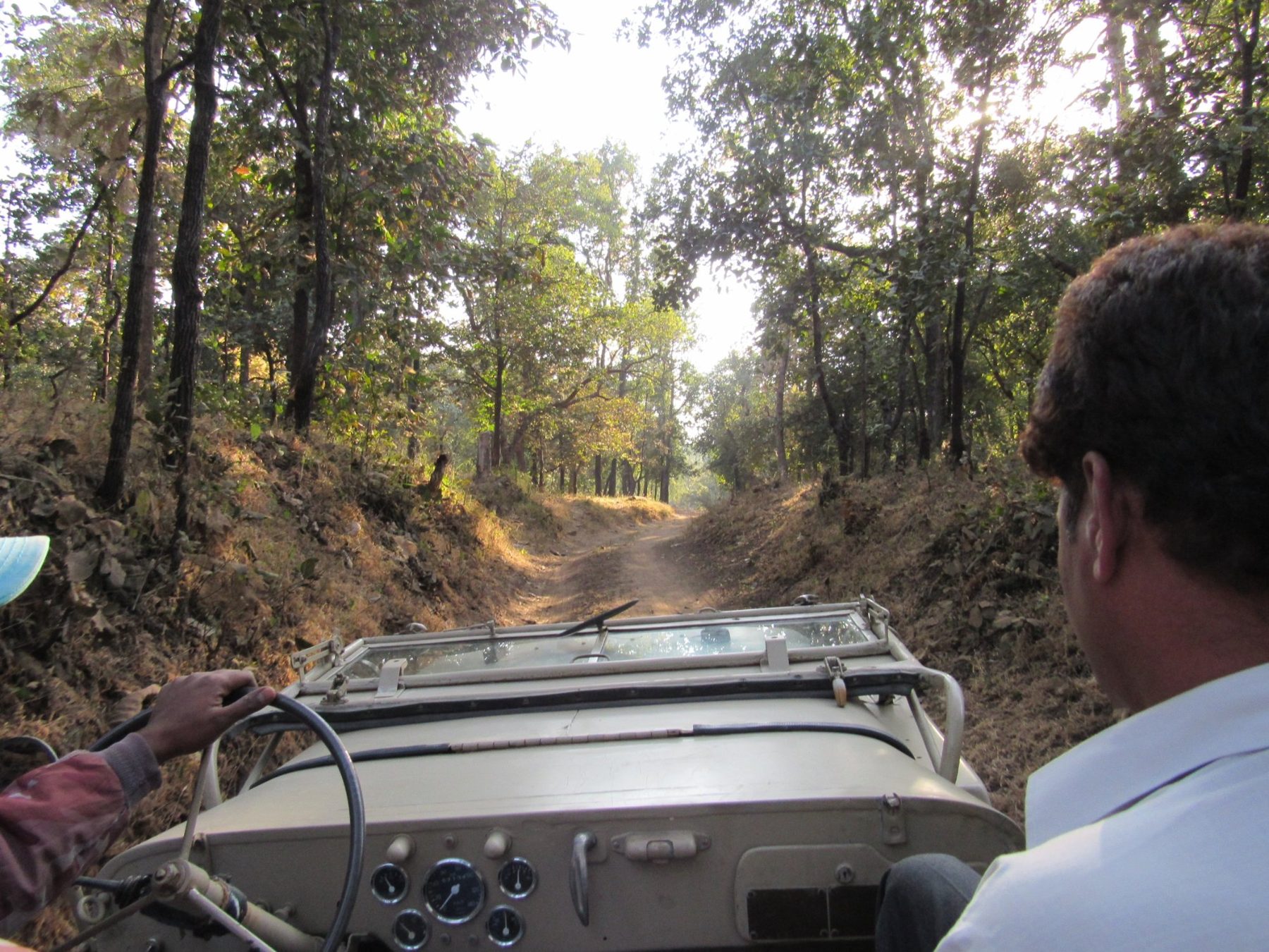 A forest track running between teak trees