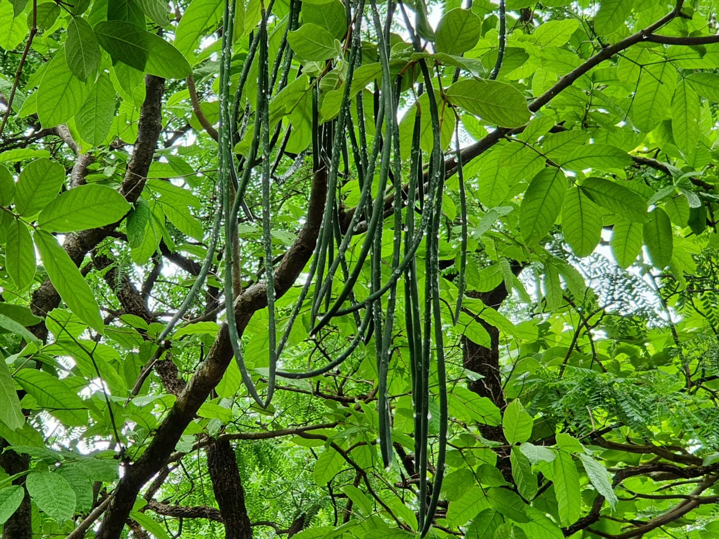 Dense green teak leaves filling the estate canopy