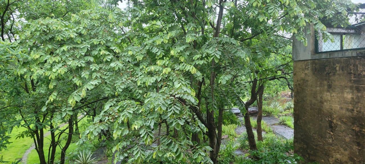 Rain-soaked canopy overhanging the estate pathway