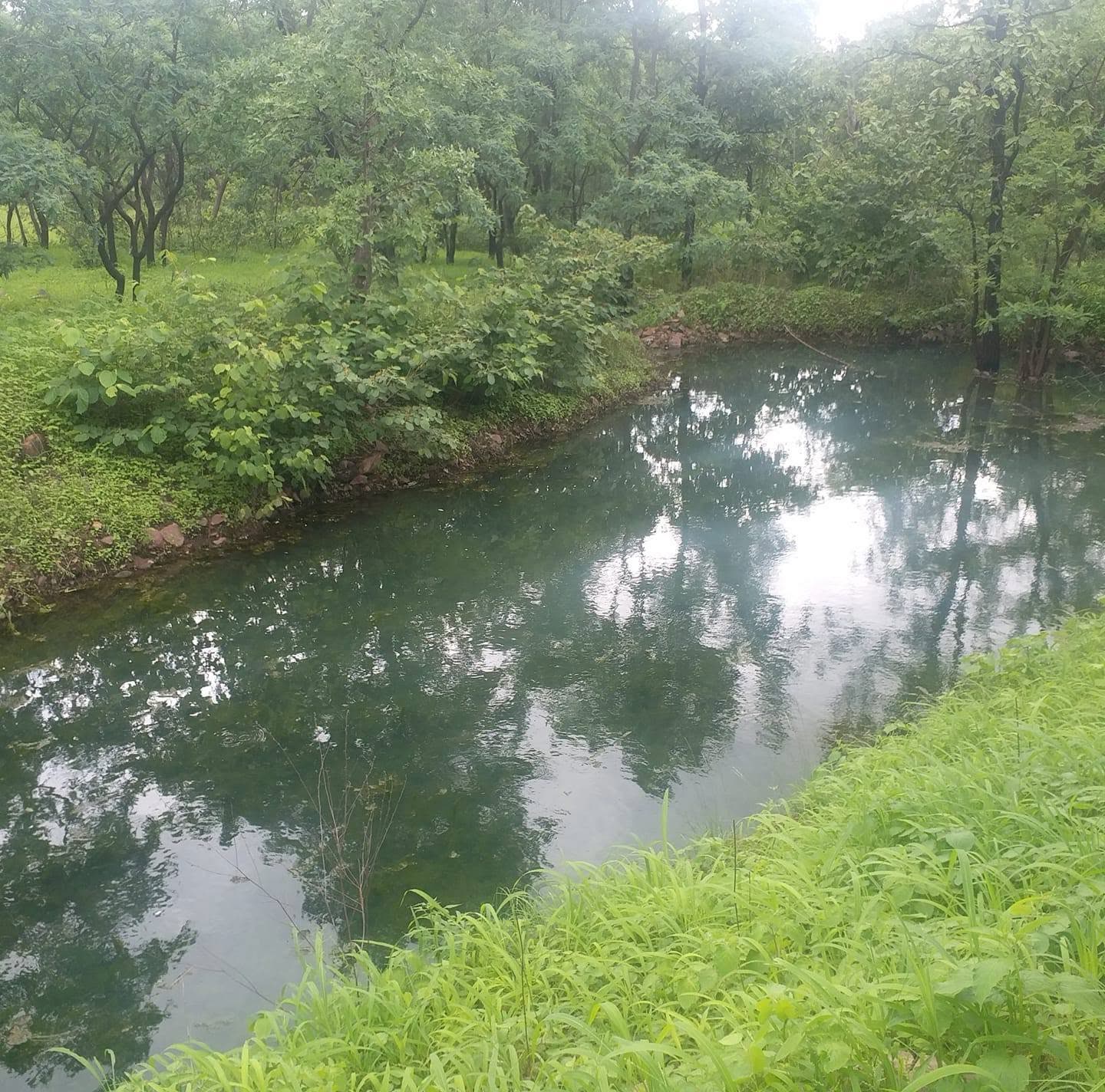 Rain-filled forest pond ringed with fresh grass