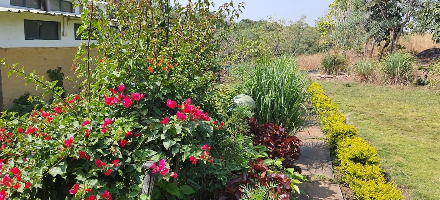 Flowering border beside the lawn in early summer