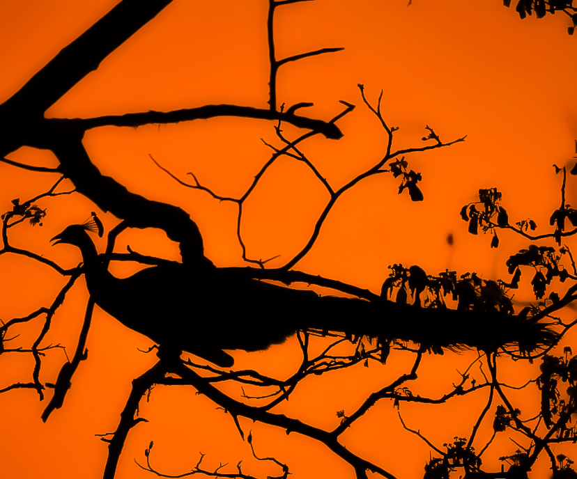 A peacock silhouetted on a branch against a blazing orange sunset at Ratapani Range Retreat