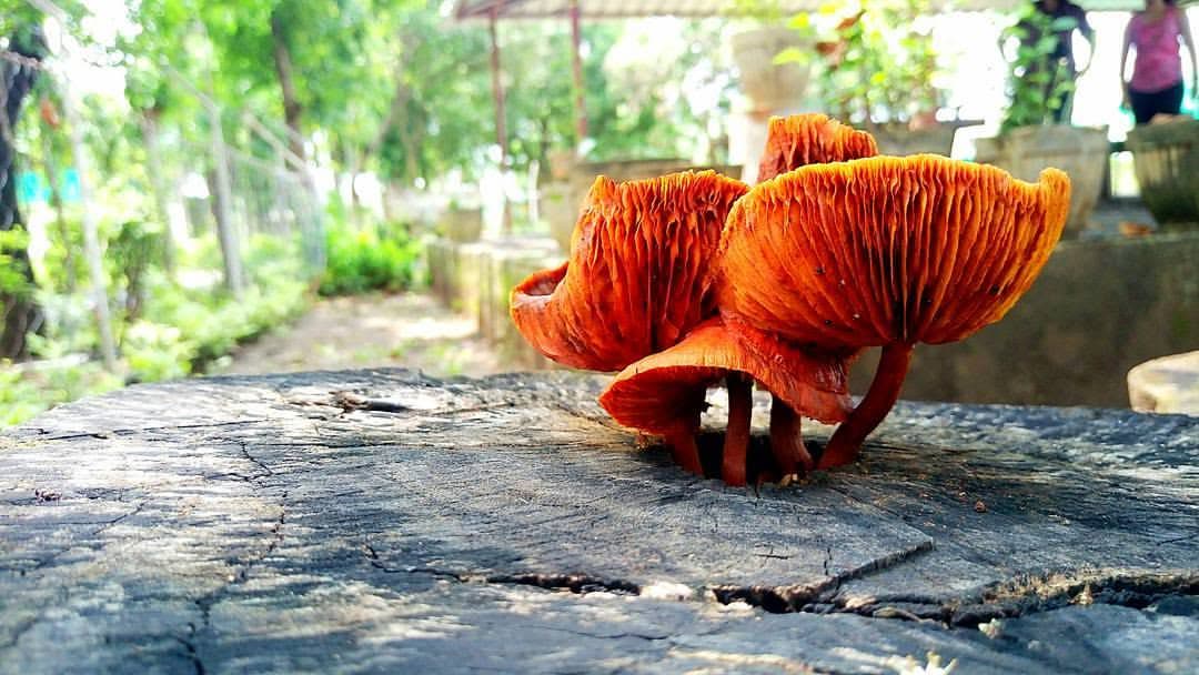 Bright orange mushrooms growing on a wet rock