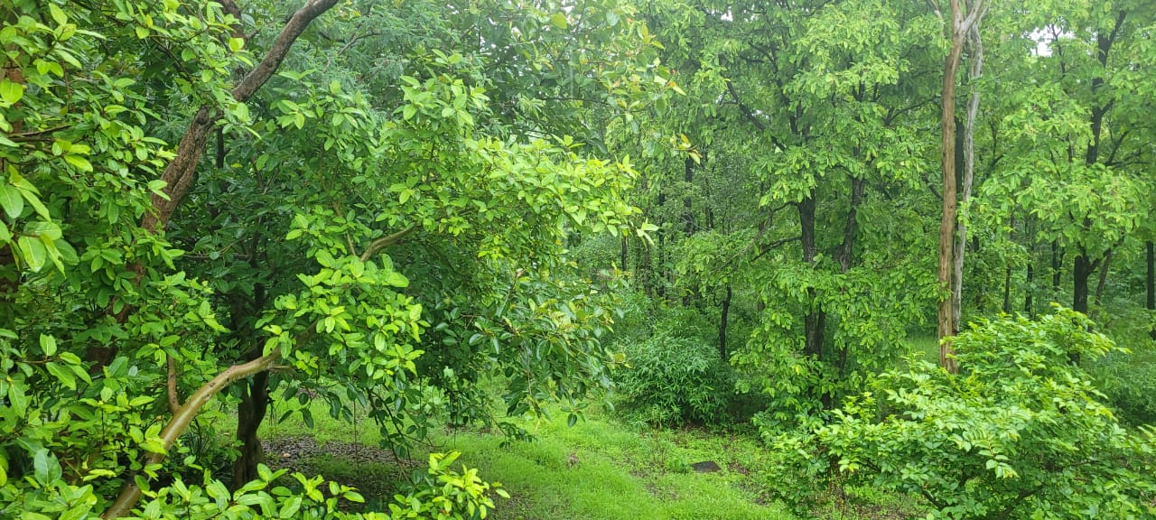 Grassy glade opening into rain-washed teak forest