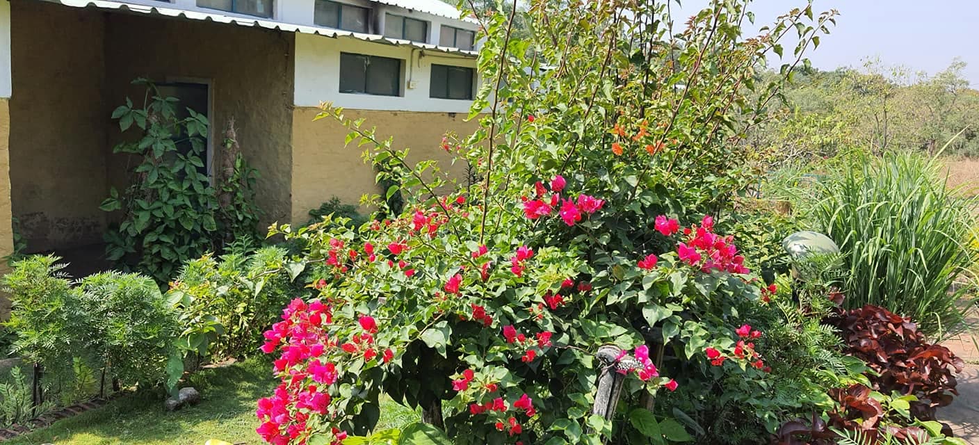 Bougainvillea spilling over the estate garden wall