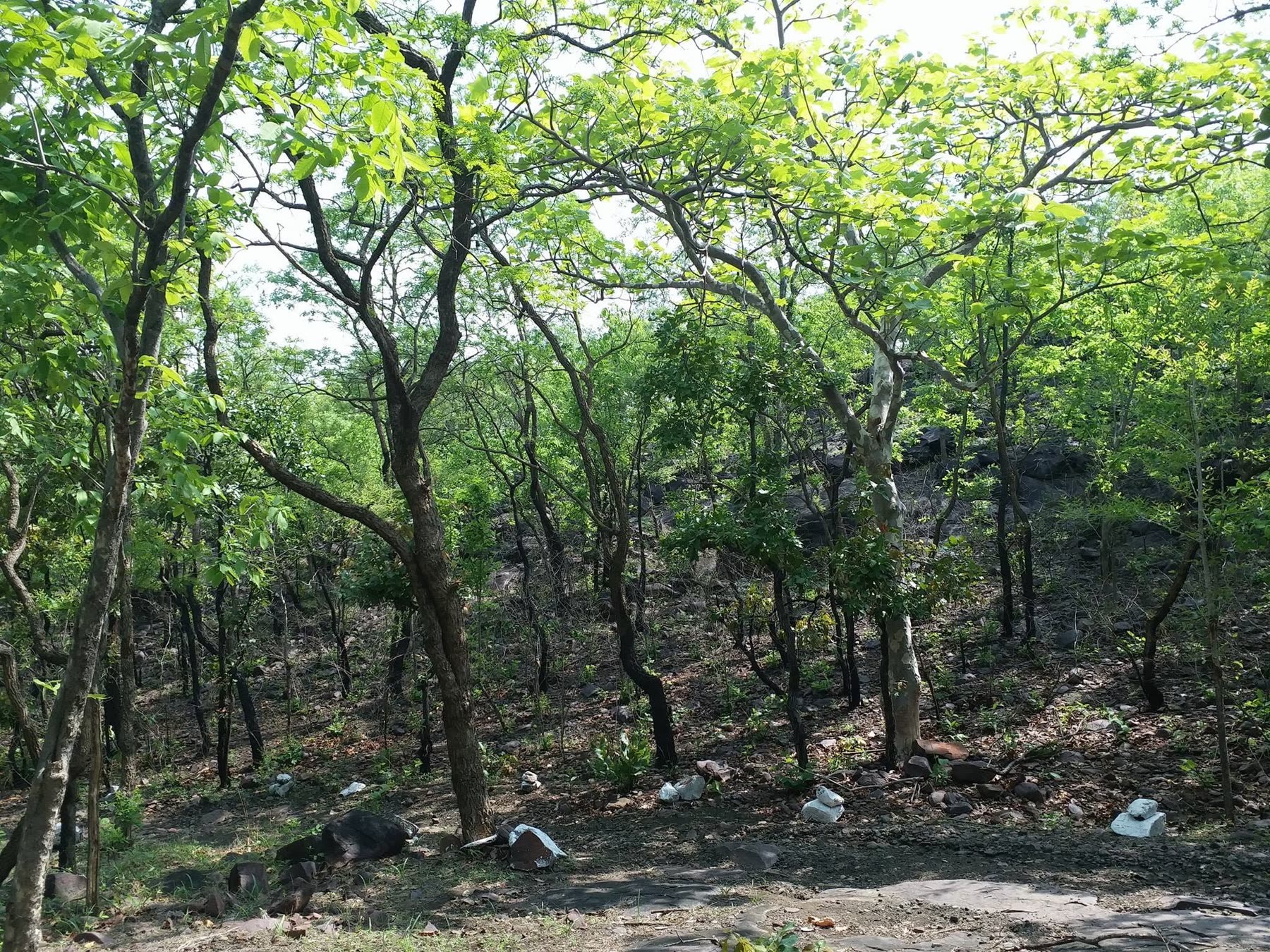 Monsoon-green teak forest on the estate boundary