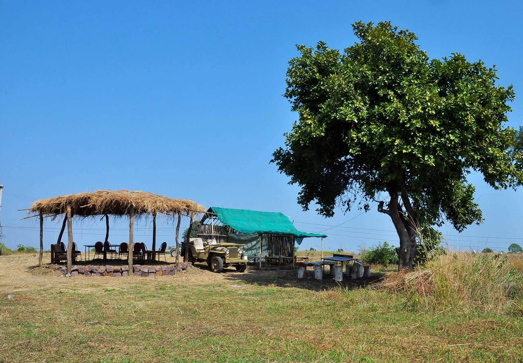 Safari jeeps parked under a thatched shelter beside a lone tree