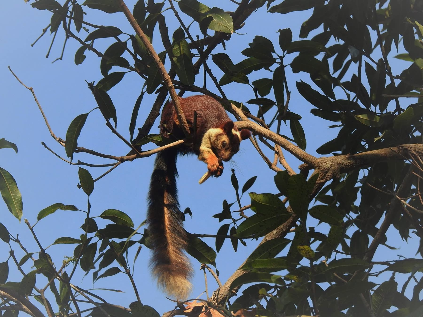 Langur resting on a branch in the estate canopy