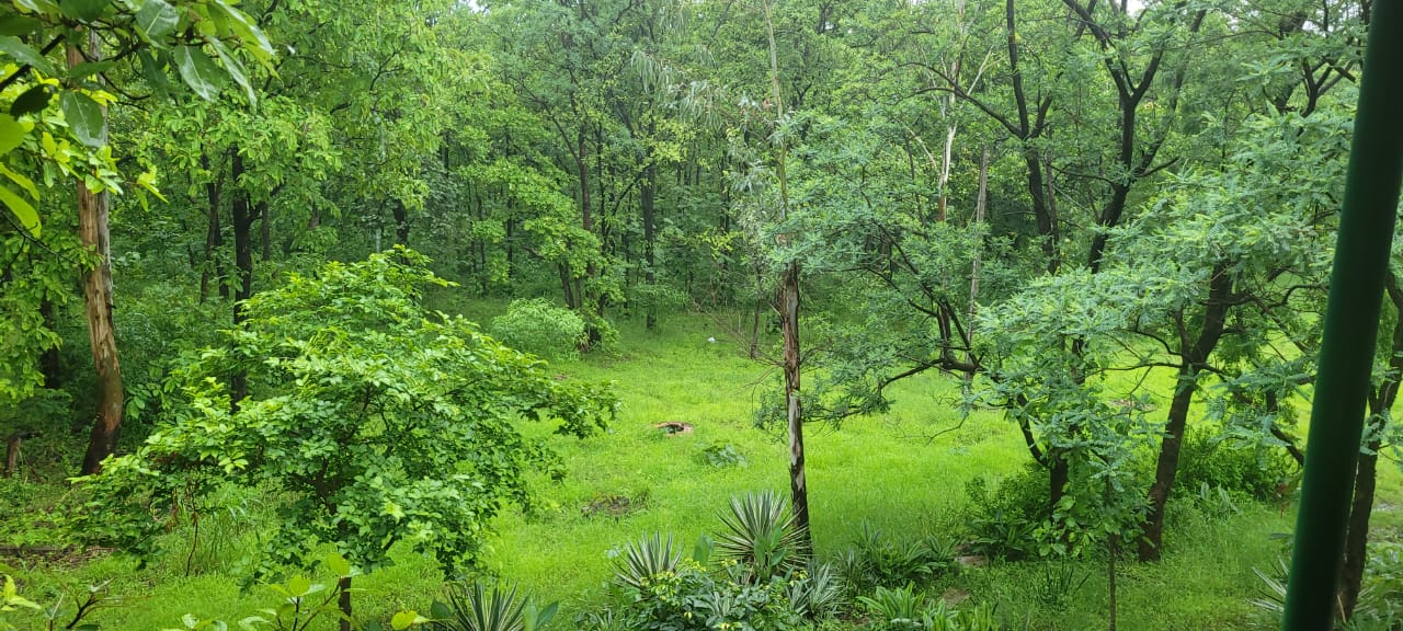 Forest clearing carpeted with bright monsoon grass
