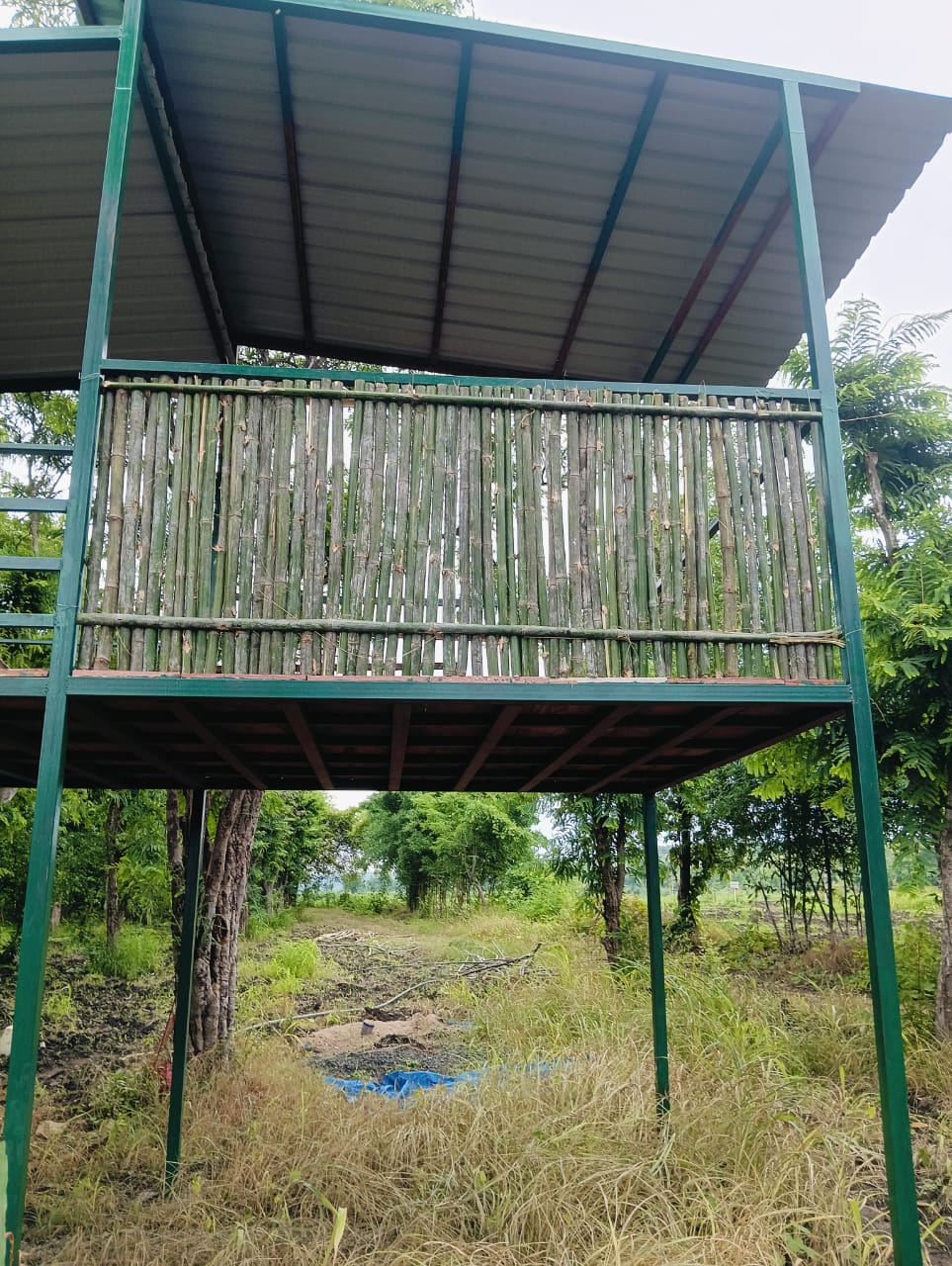 Bamboo screening and the shaded upper deck of the watchtower machan