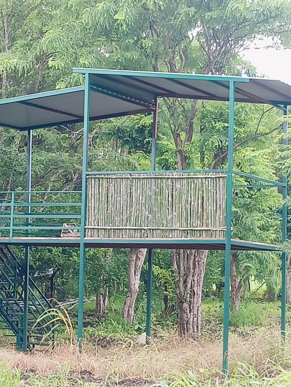 Raised bamboo and steel watchtower machan among green forest trees