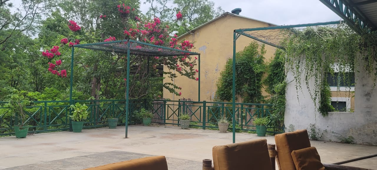 Bougainvillea in bloom above the terrace seating
