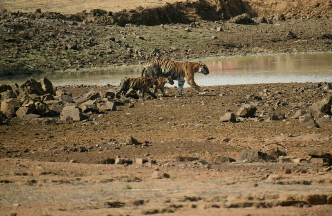 Tiger drinking at a rocky forest waterhole in Ratapani