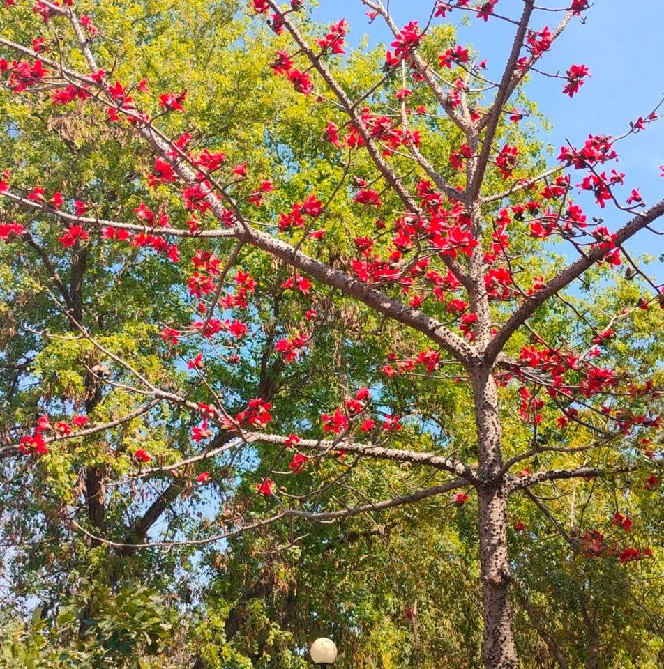 Flame of the forest in full scarlet bloom
