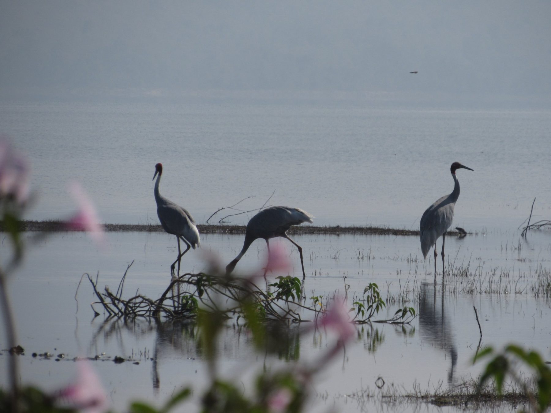Sarus cranes in the wetland near the retreat