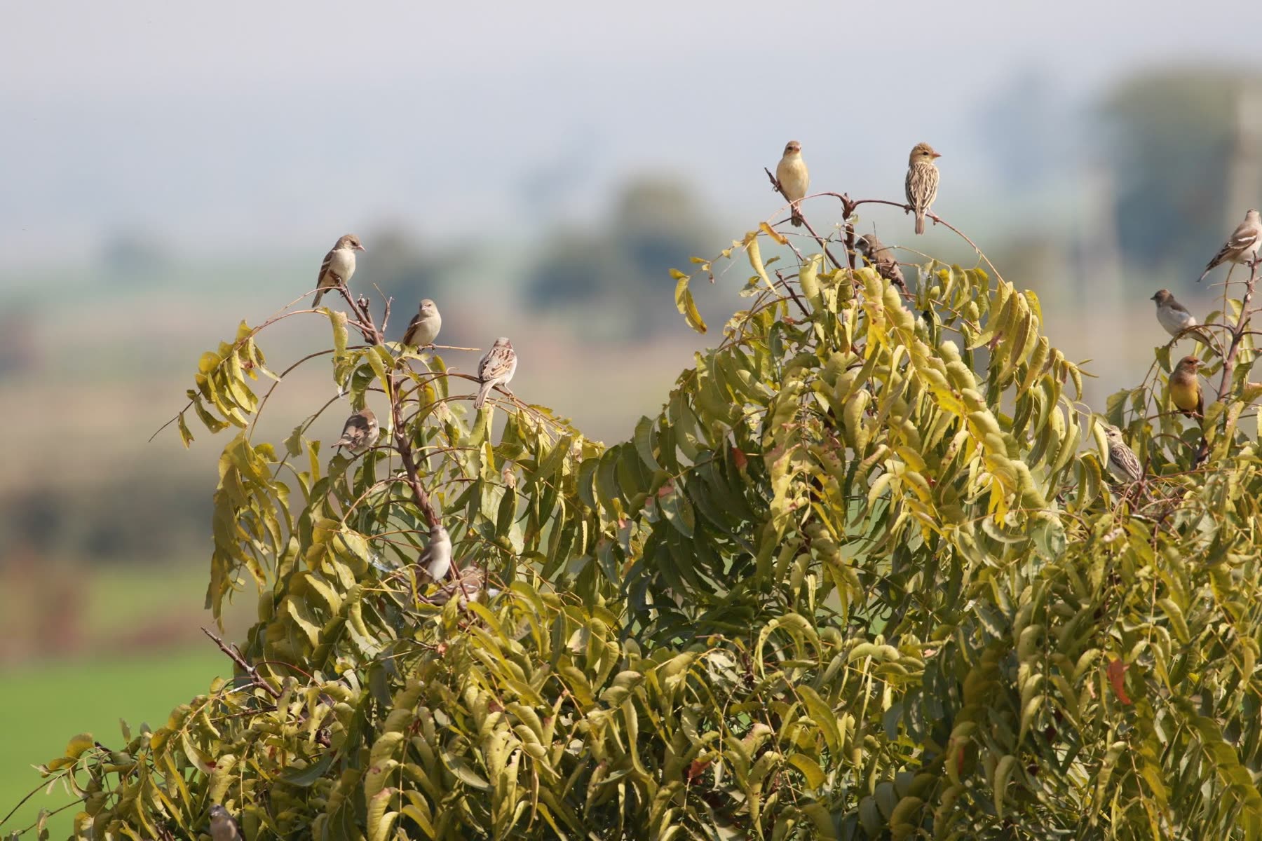 Flock of small birds perched on a mango tree at dawn
