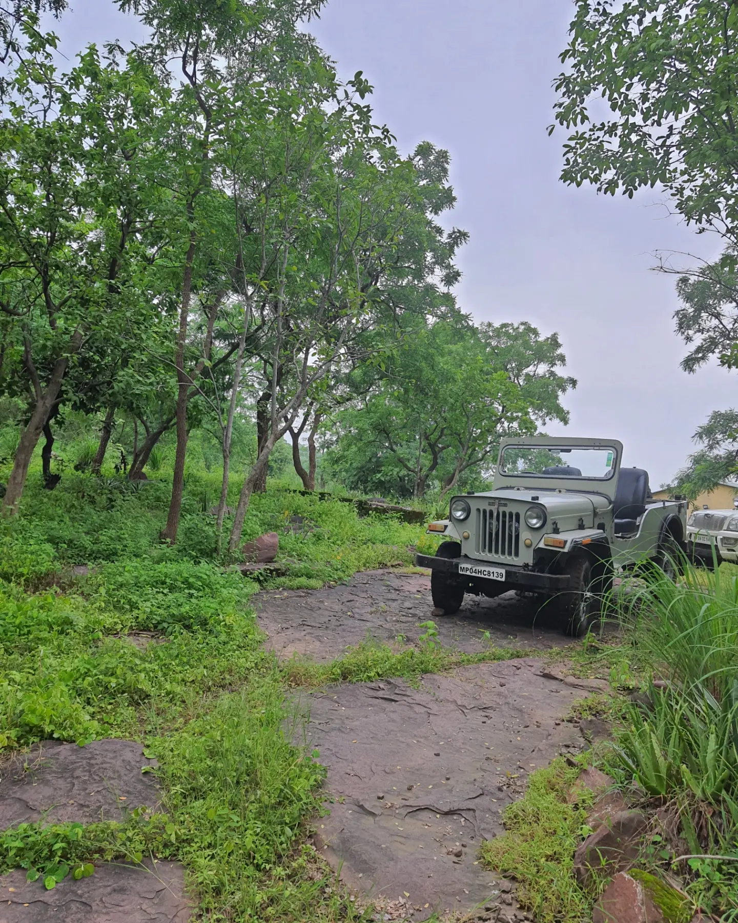 Safari jeep on a green forest track