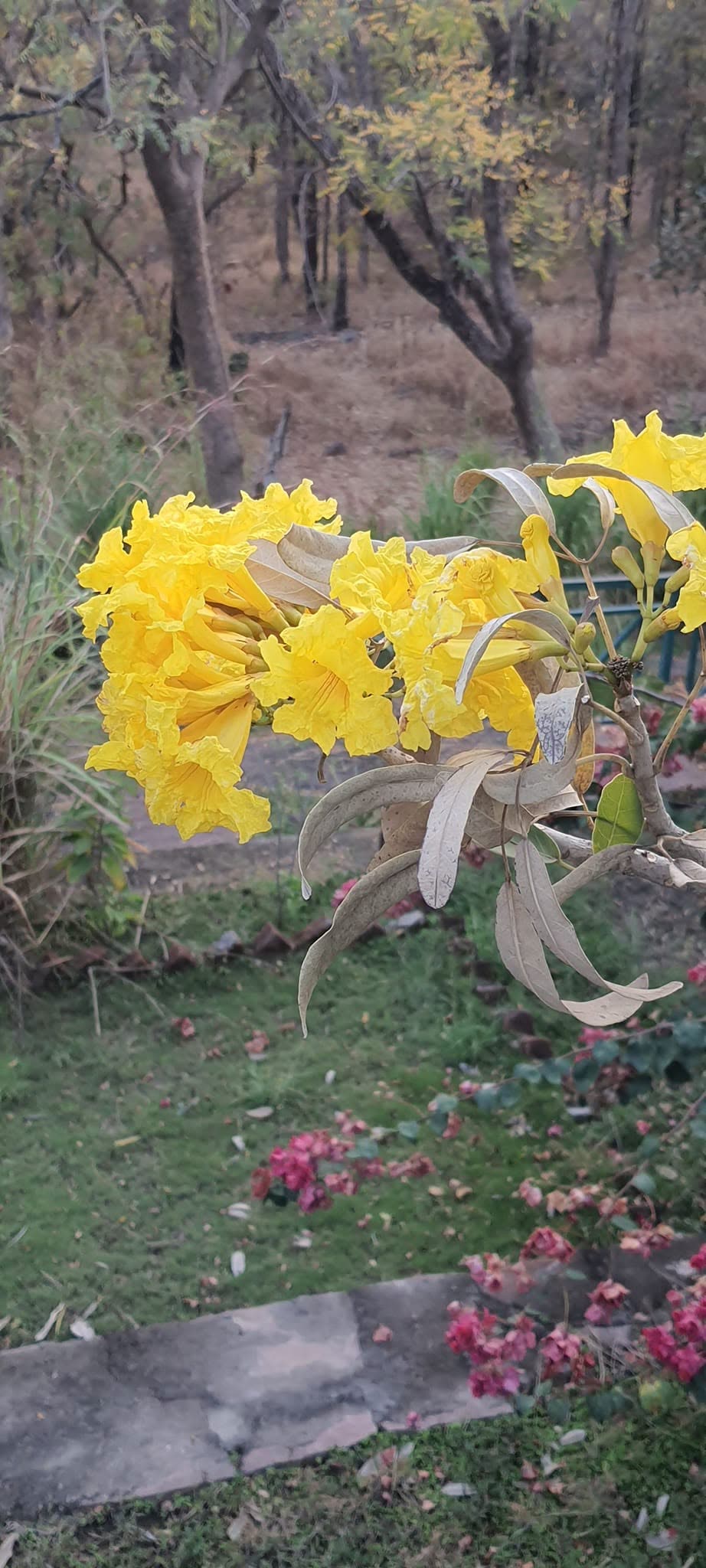 Yellow blossom arching over the garden beds