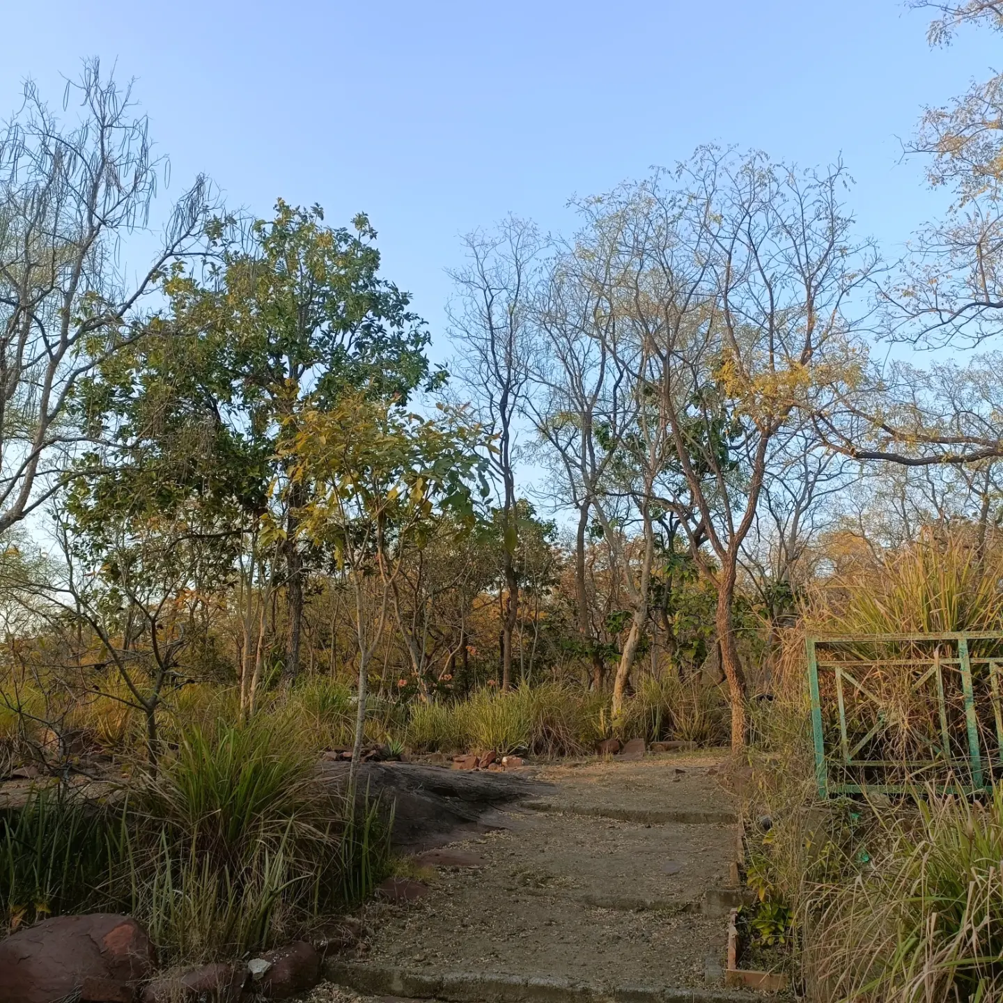A dry forest path running through teak trees on the estate