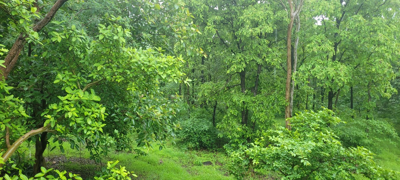 Dense monsoon-green forest of teak and undergrowth