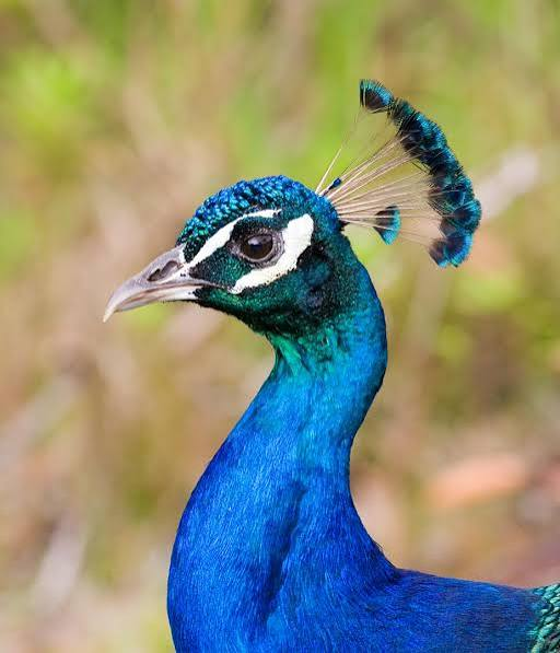 Close view of peacock plumage in the forest retreat