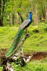 Iridescent peacock displaying its tail at Ratapani Range Retreat