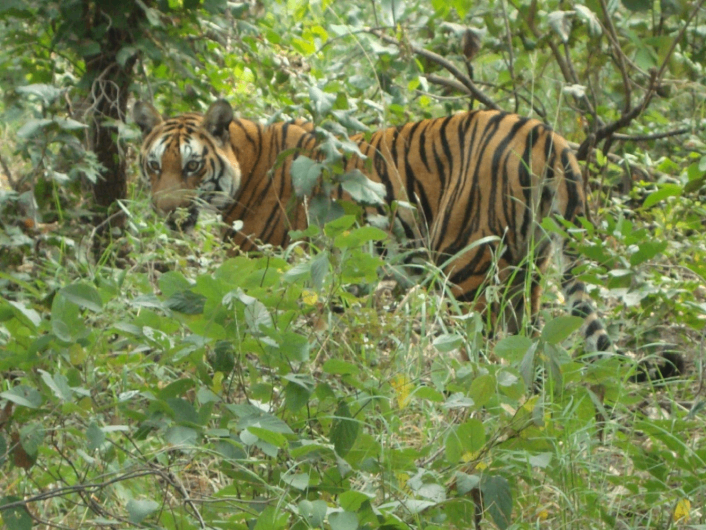 A Bengal tiger standing among dense green forest foliage